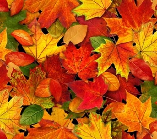 autumn